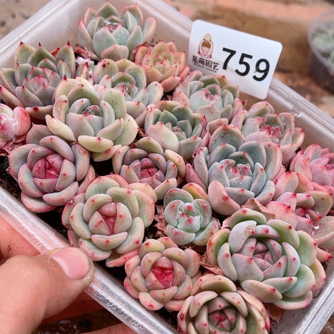 多肉植物多肉植物