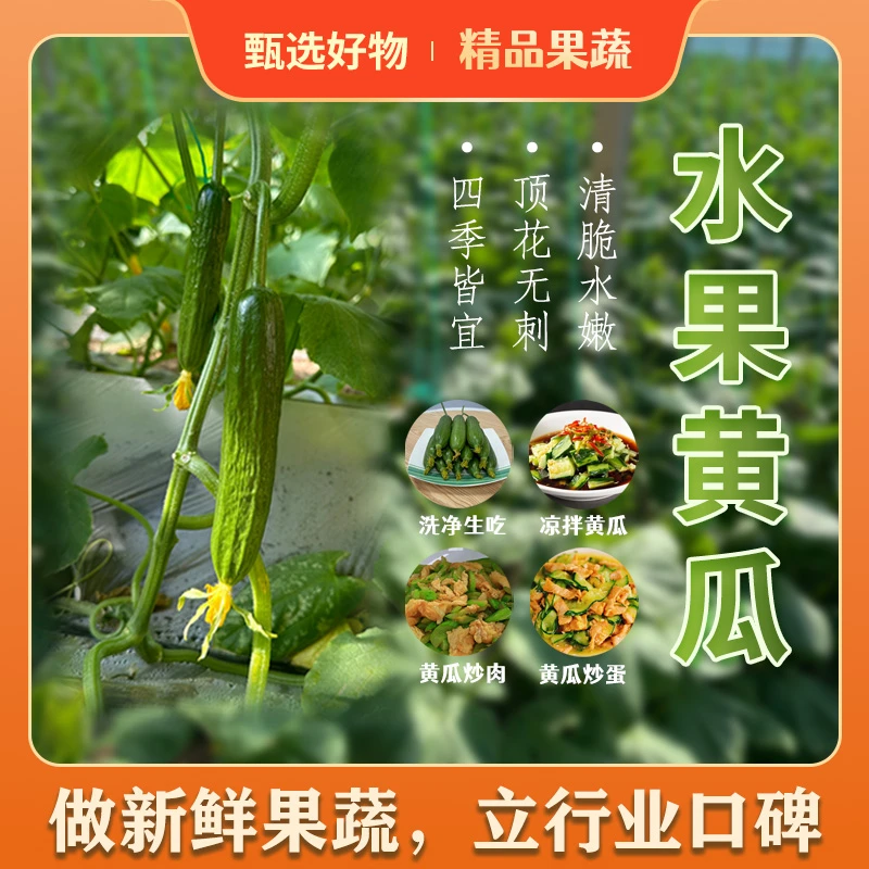 A山东寿光水果黄瓜生吃脆新鲜荷兰青瓜当季无刺小黄瓜寿光蔬菜