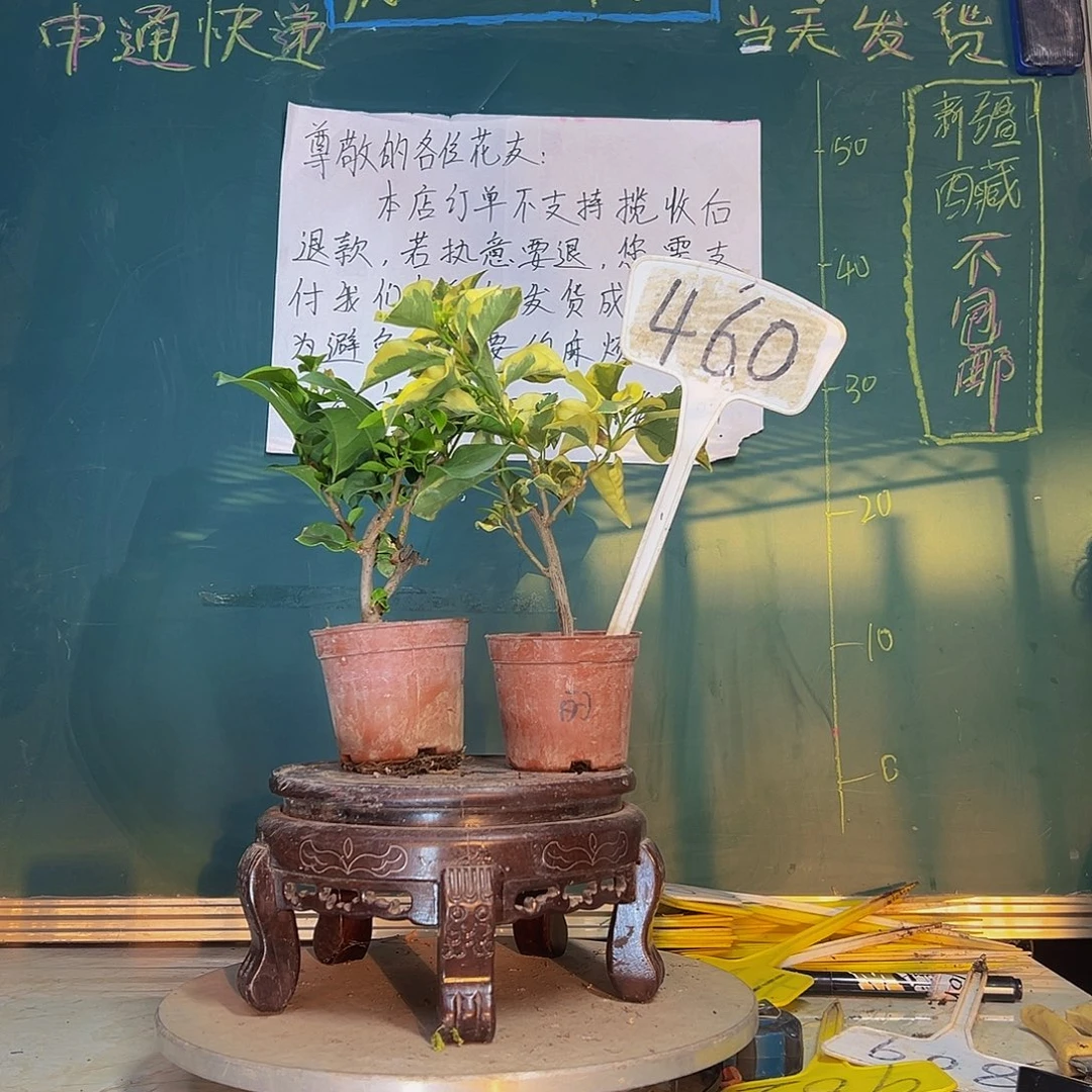 当前无花栽培后可以开花中国丽人掌中宝 红粉佳人掌中宝460