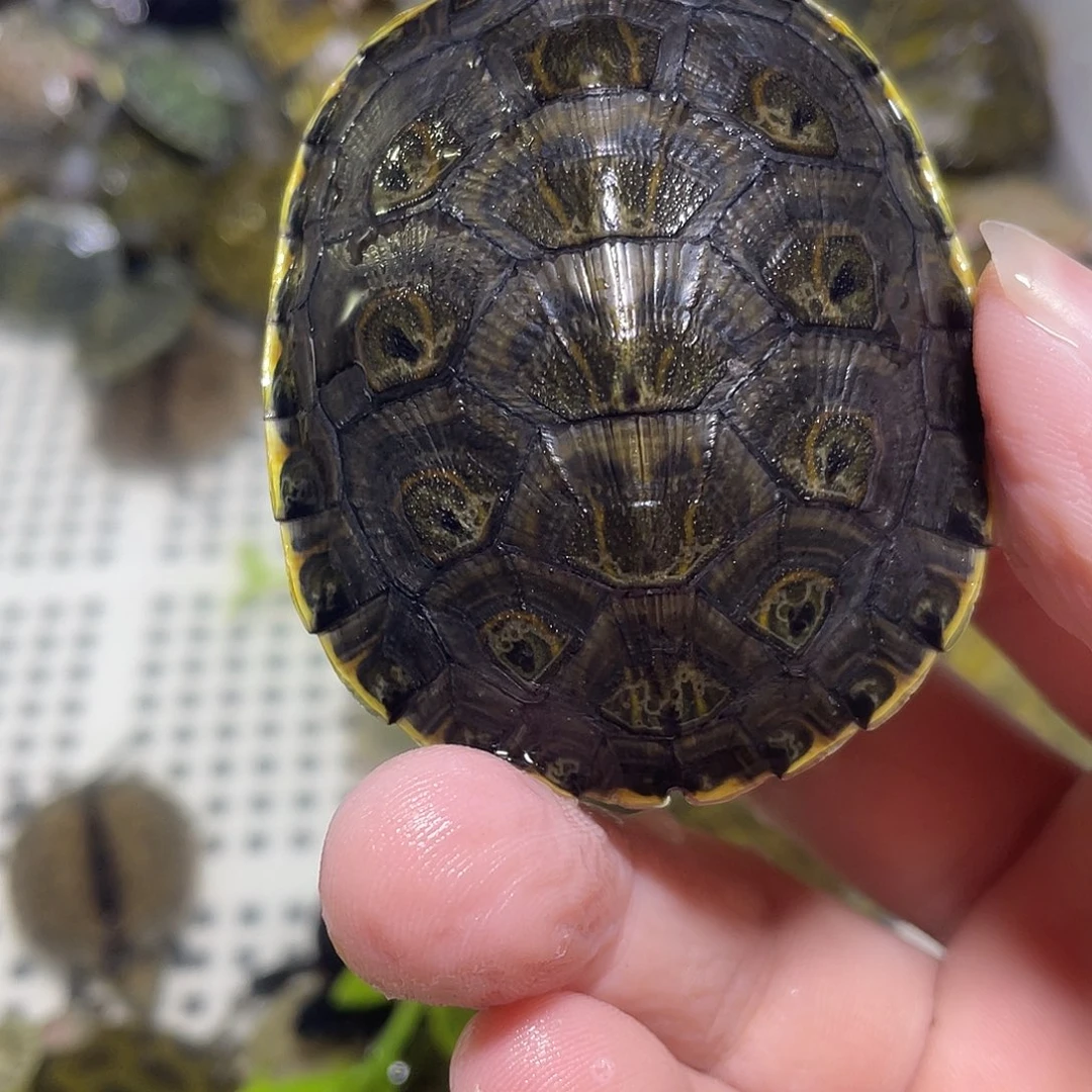 宠物龟不分公母大河