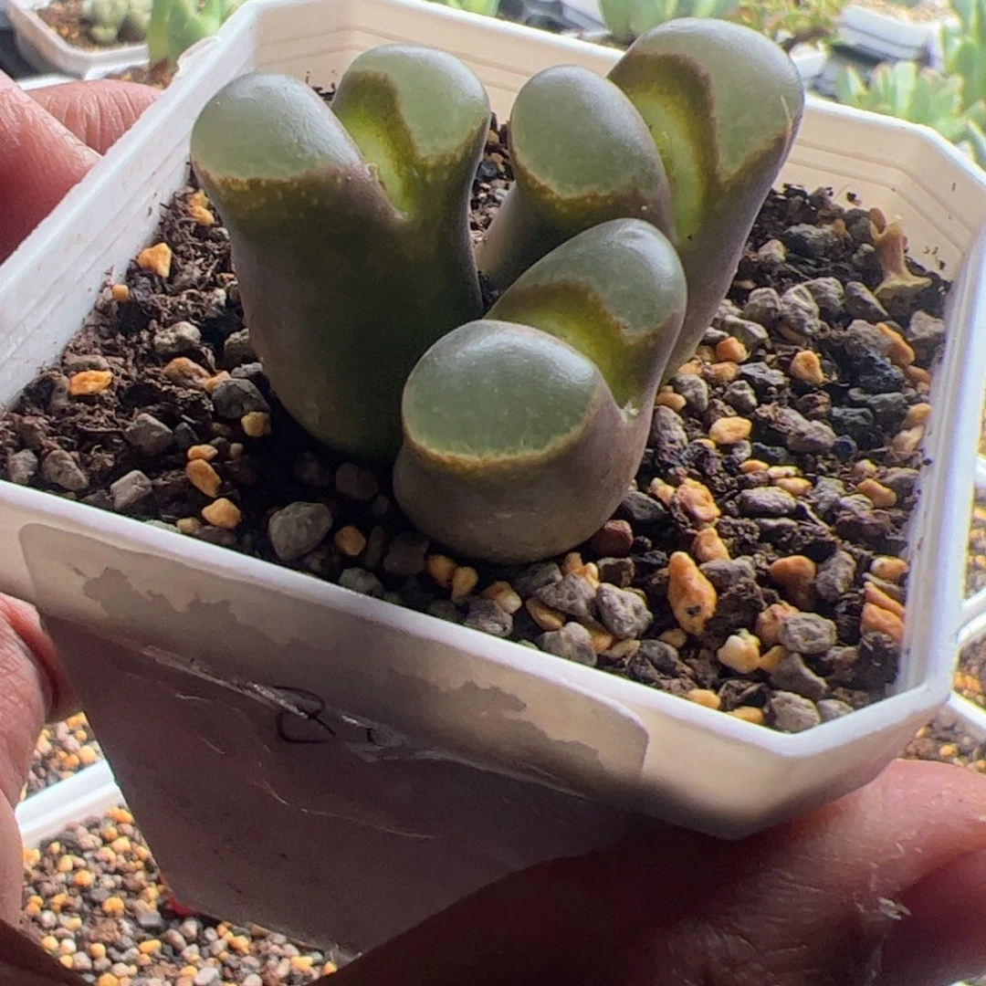 11.20福利风铃多肉植物组合80