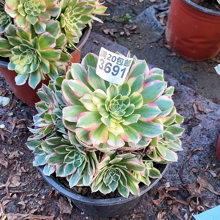 3691 一颗海王法师