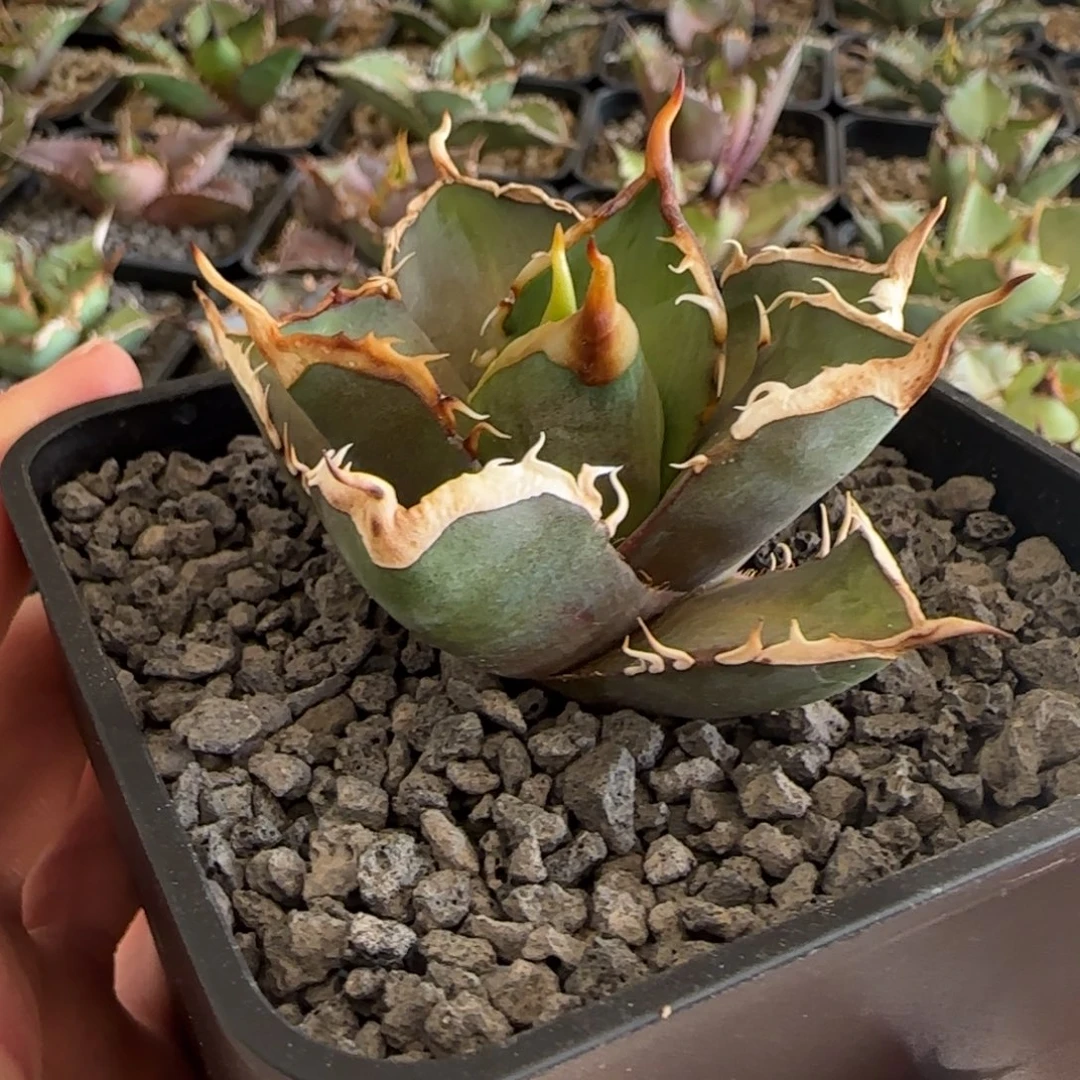 变异红猫顶芽仁王冠