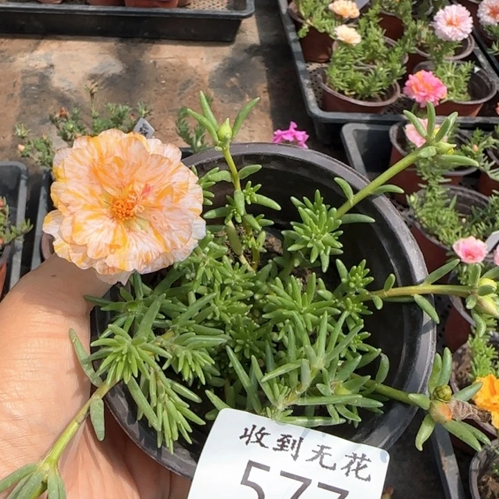 无花朵577特殊色超小苗盆口10cm