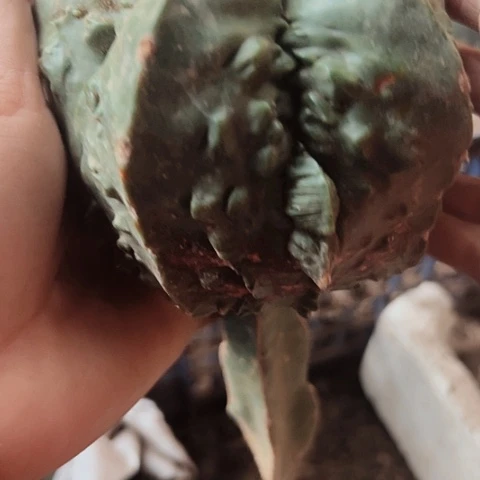 737仙人球福利大放送