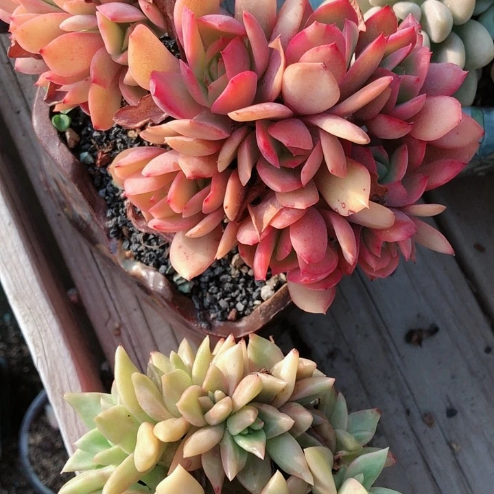 【闪购商品】橘****⁹橘子两个