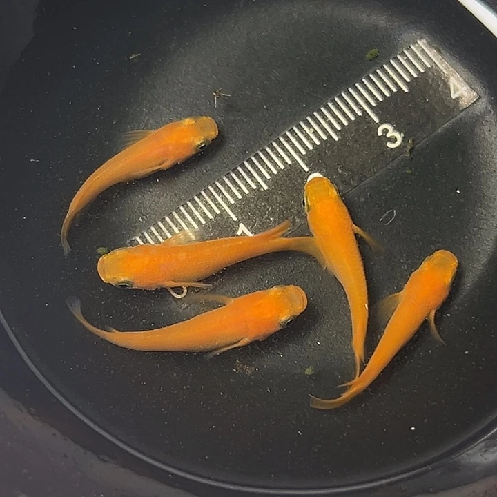 青鳉鱼红帝短体一组04