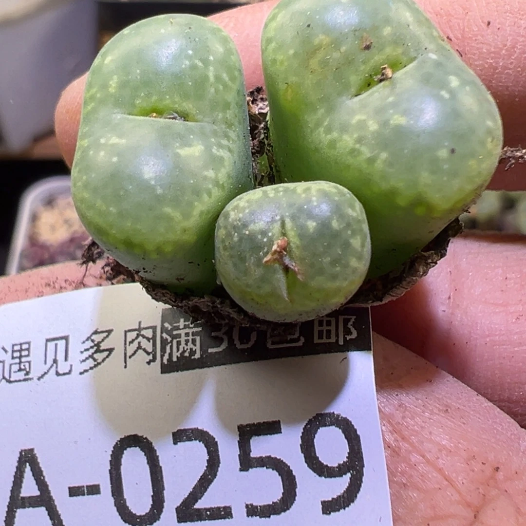 多肉植物1111111111111