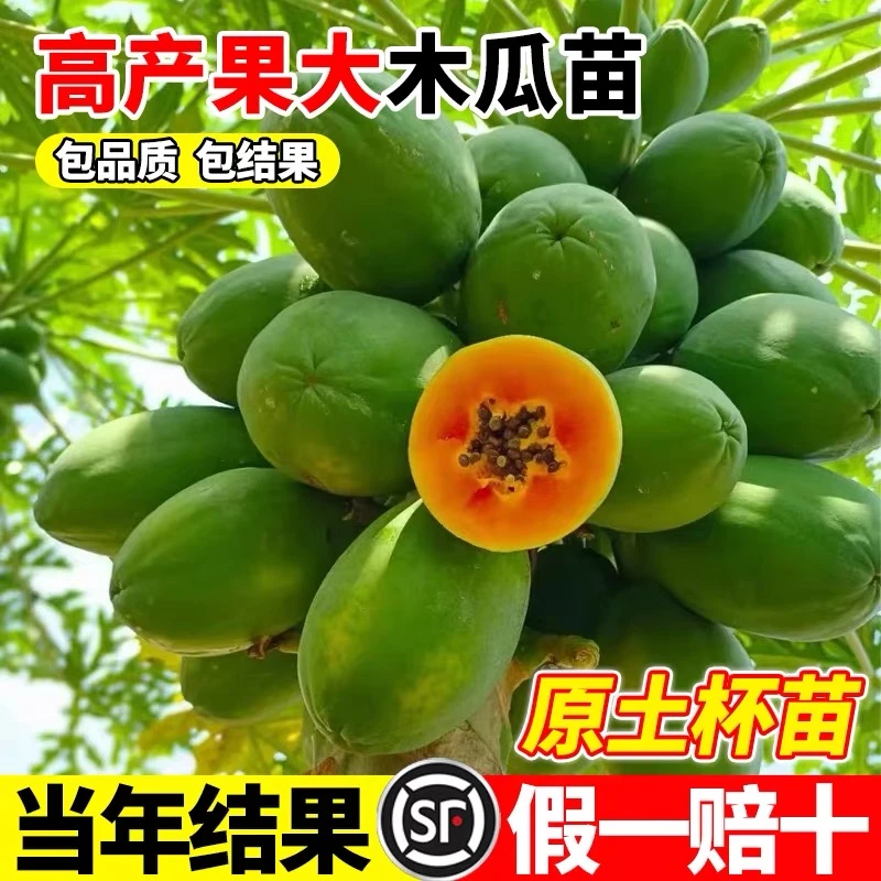 四季木瓜果树果苗冰糖红心水果木瓜特大苗果树庭院南北方种植盆栽