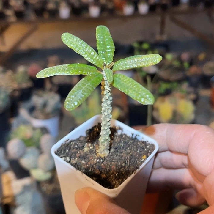 满38包邮2天凑单，脱土晾根发货多肉植物泡泡叶巨琉桑