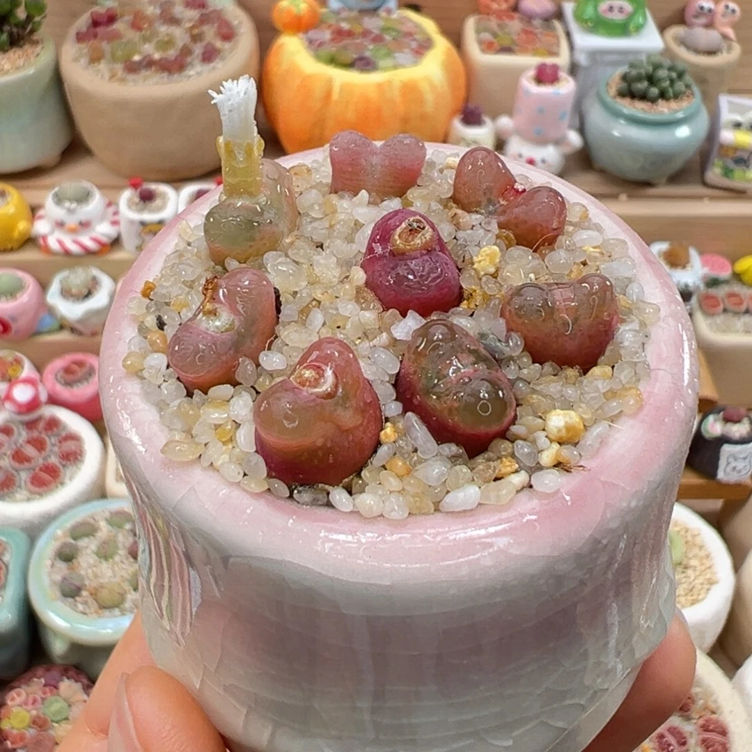 多肉植物6号粉毛汉尼