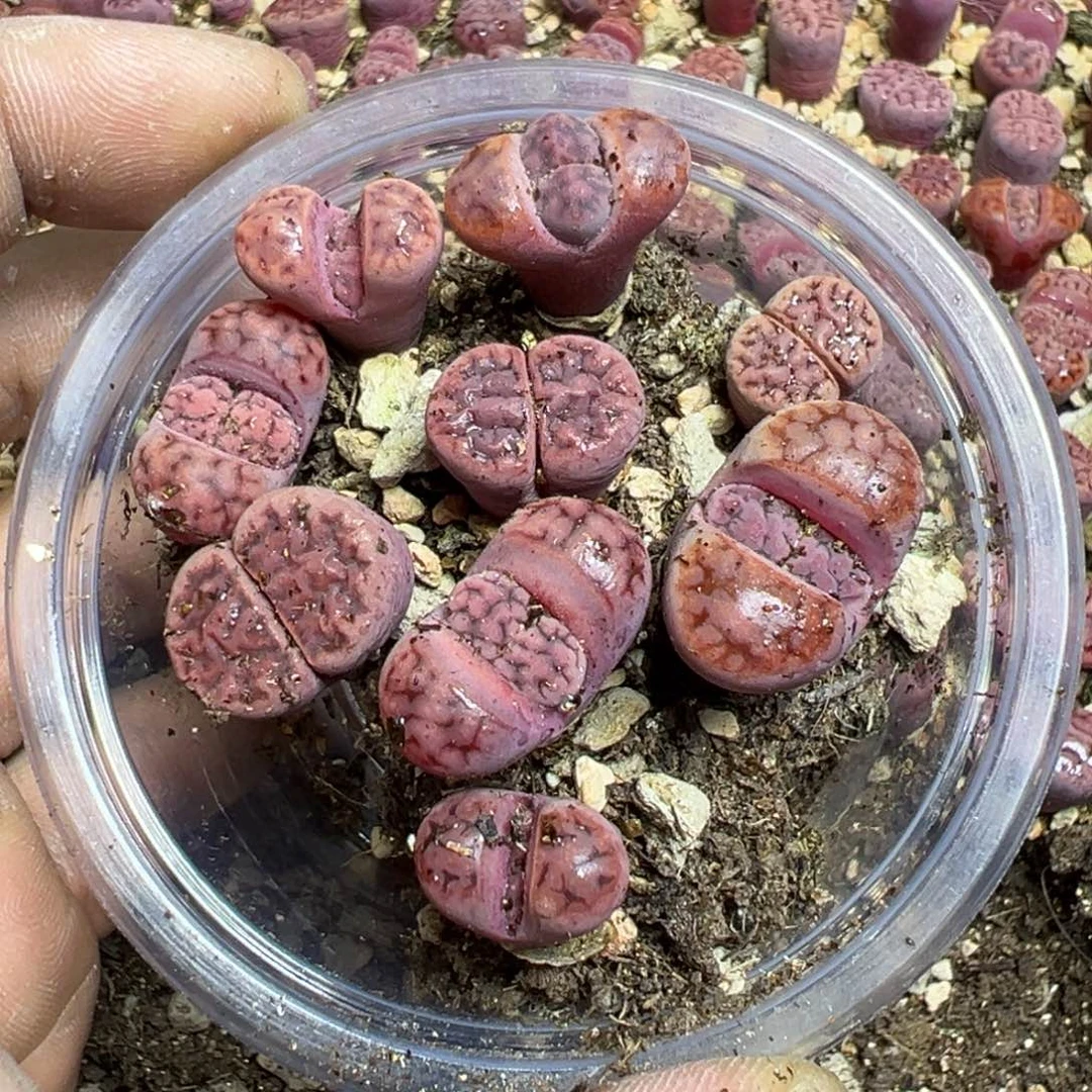 【闪购商品】 647.