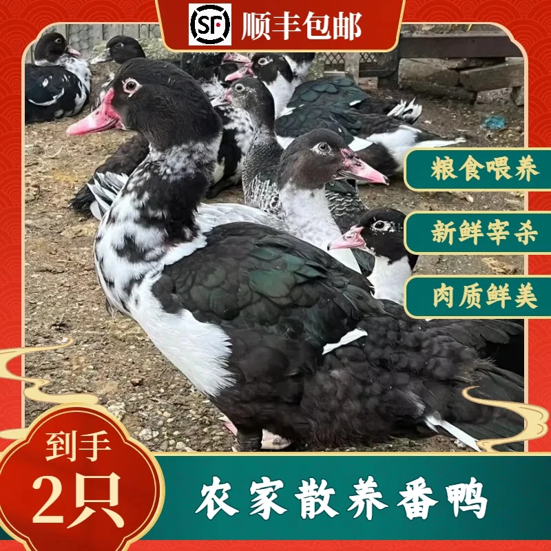 [顺丰]农家散养土番鸭 现宰先发 2只 净重10斤