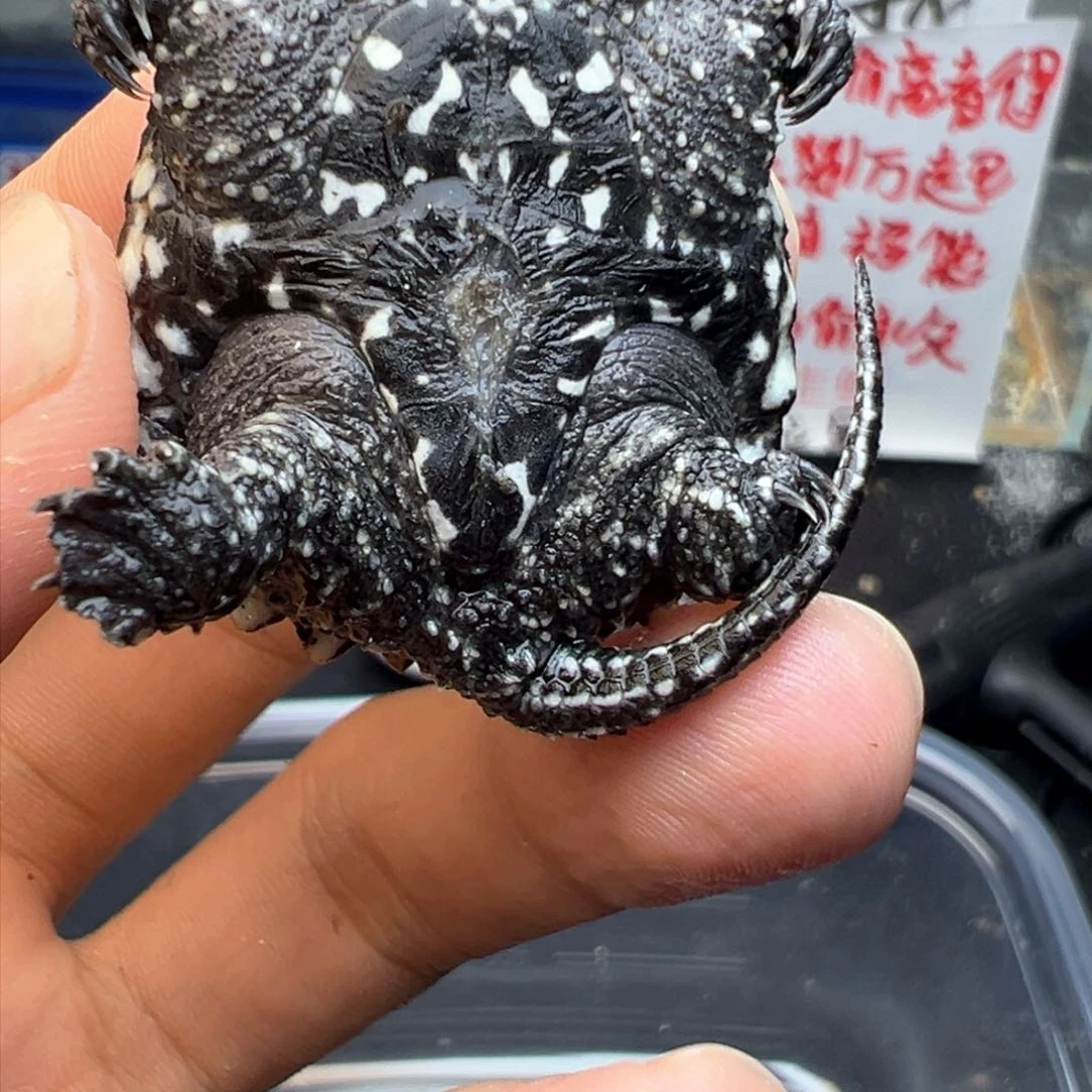 母小鳄龟不退不换