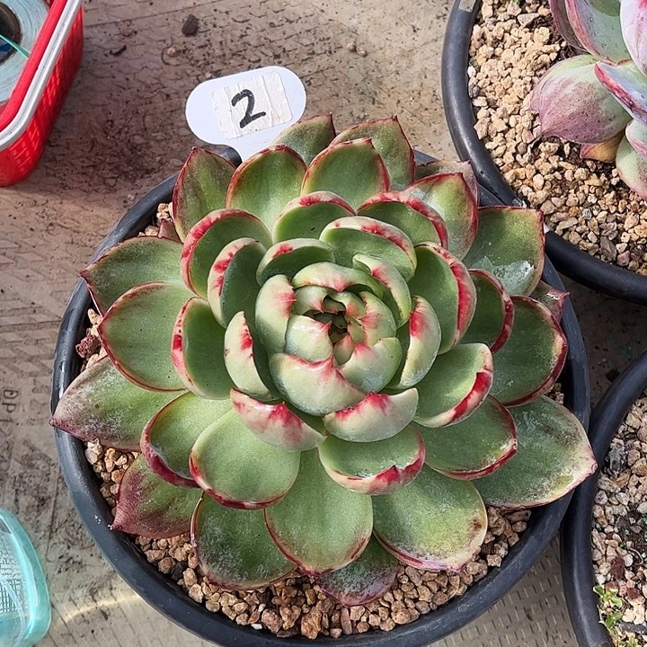 惊鸿仙子一物一拍，18厘米