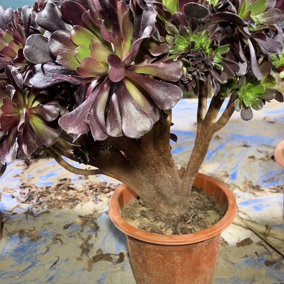 多347肉植物欧子缀花