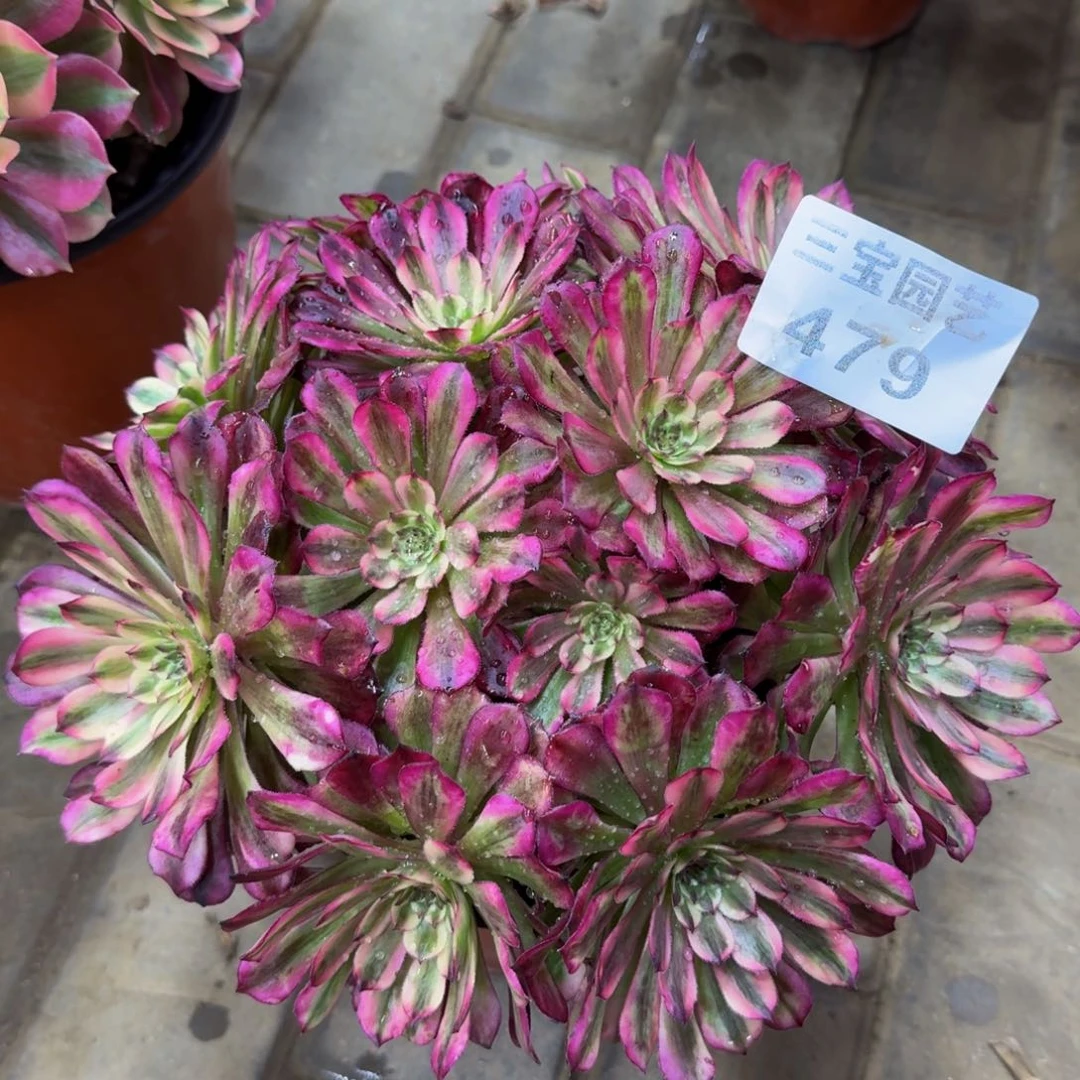 烟*多肉植物479辉煌