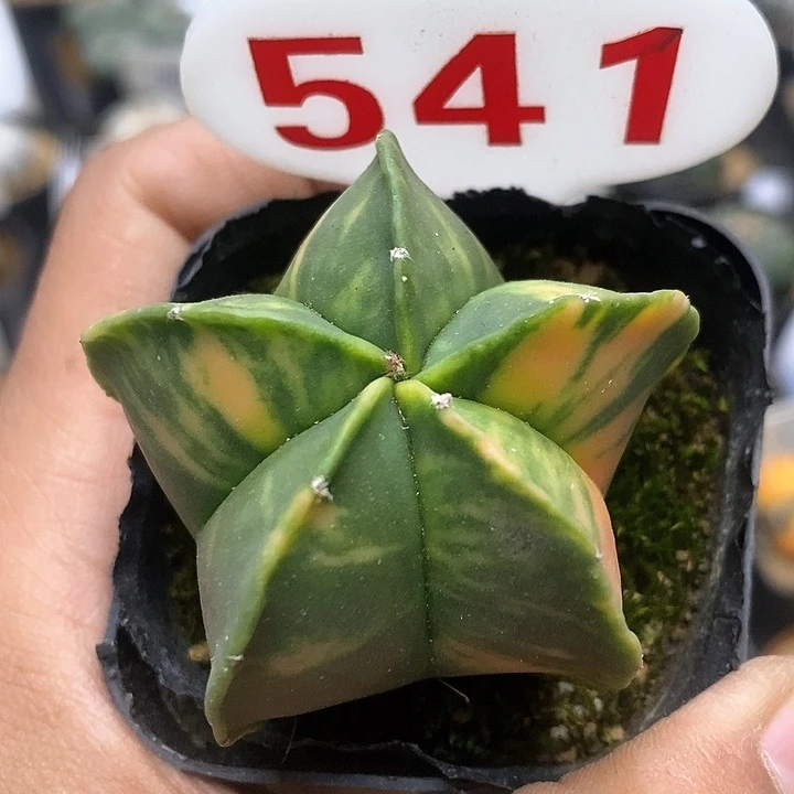 开播特价了健健康康啊