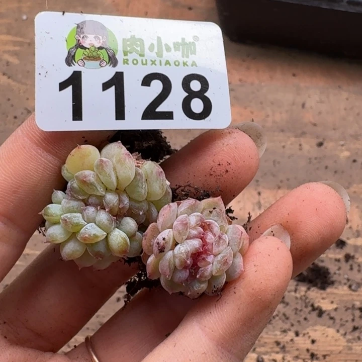 蓝****多肉植物多肉植物