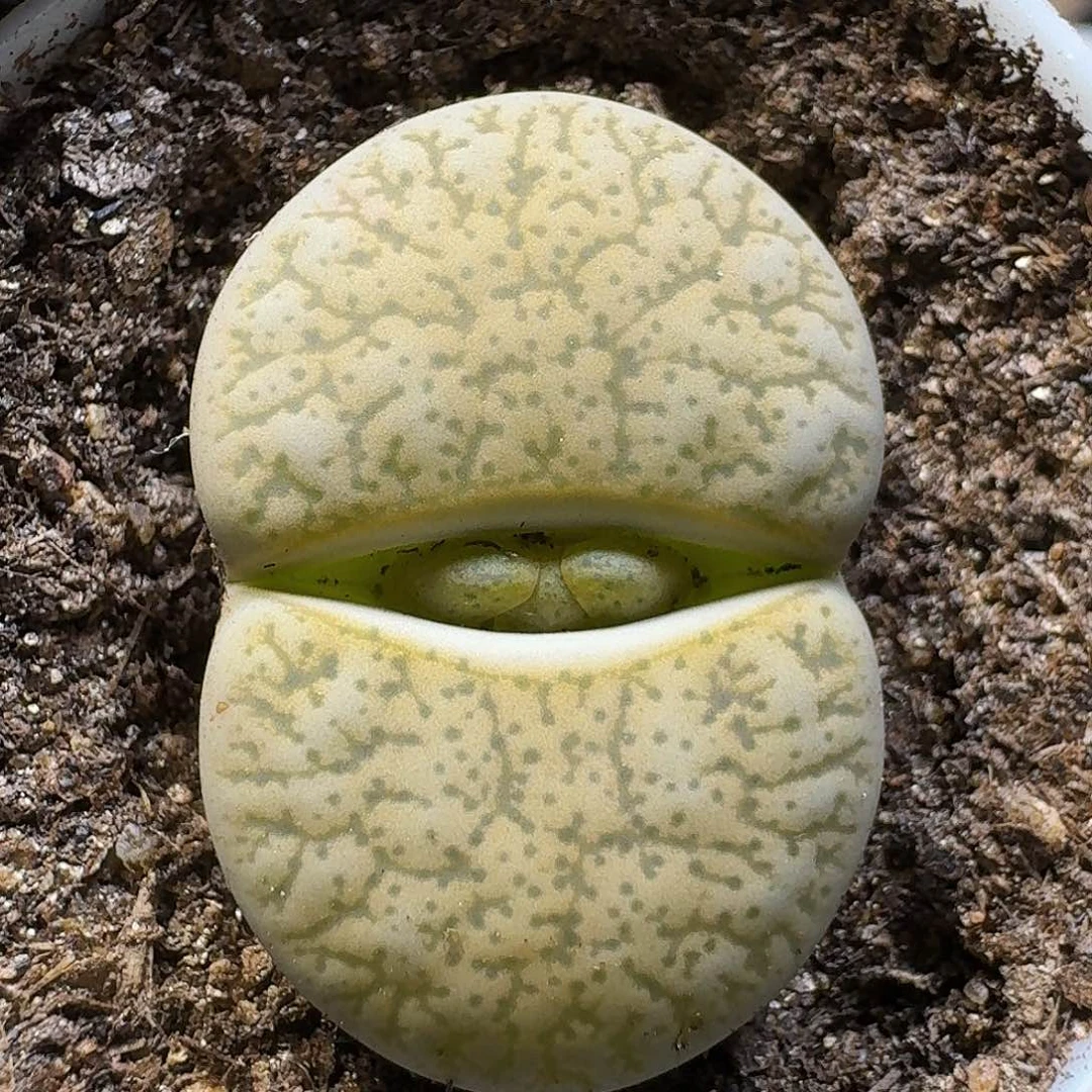 生石花111111。 173