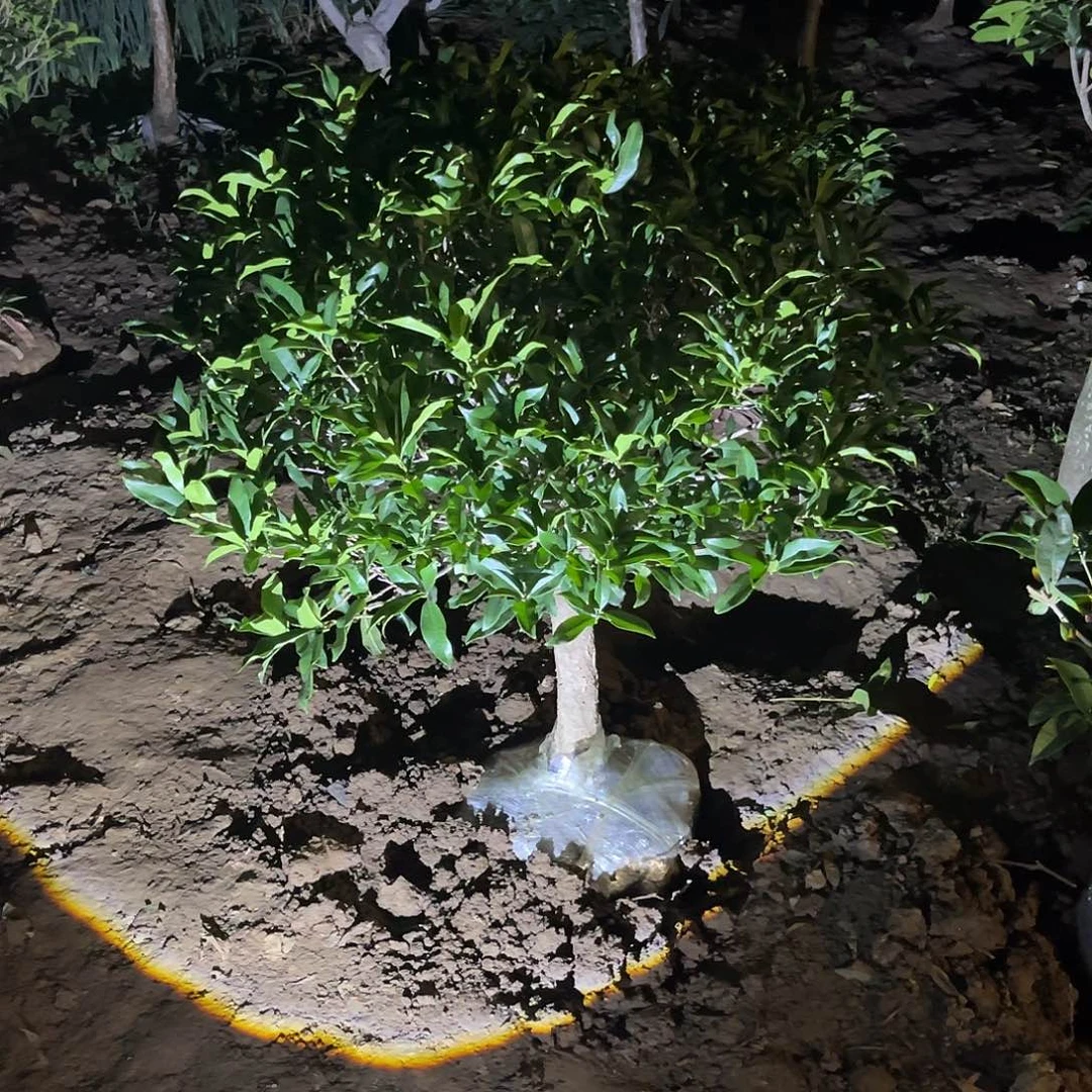 当前无花栽培后可以开花用****7
