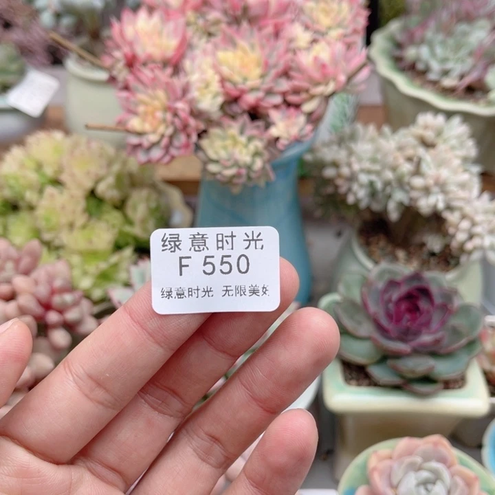 眠***冬550 寄养发货。