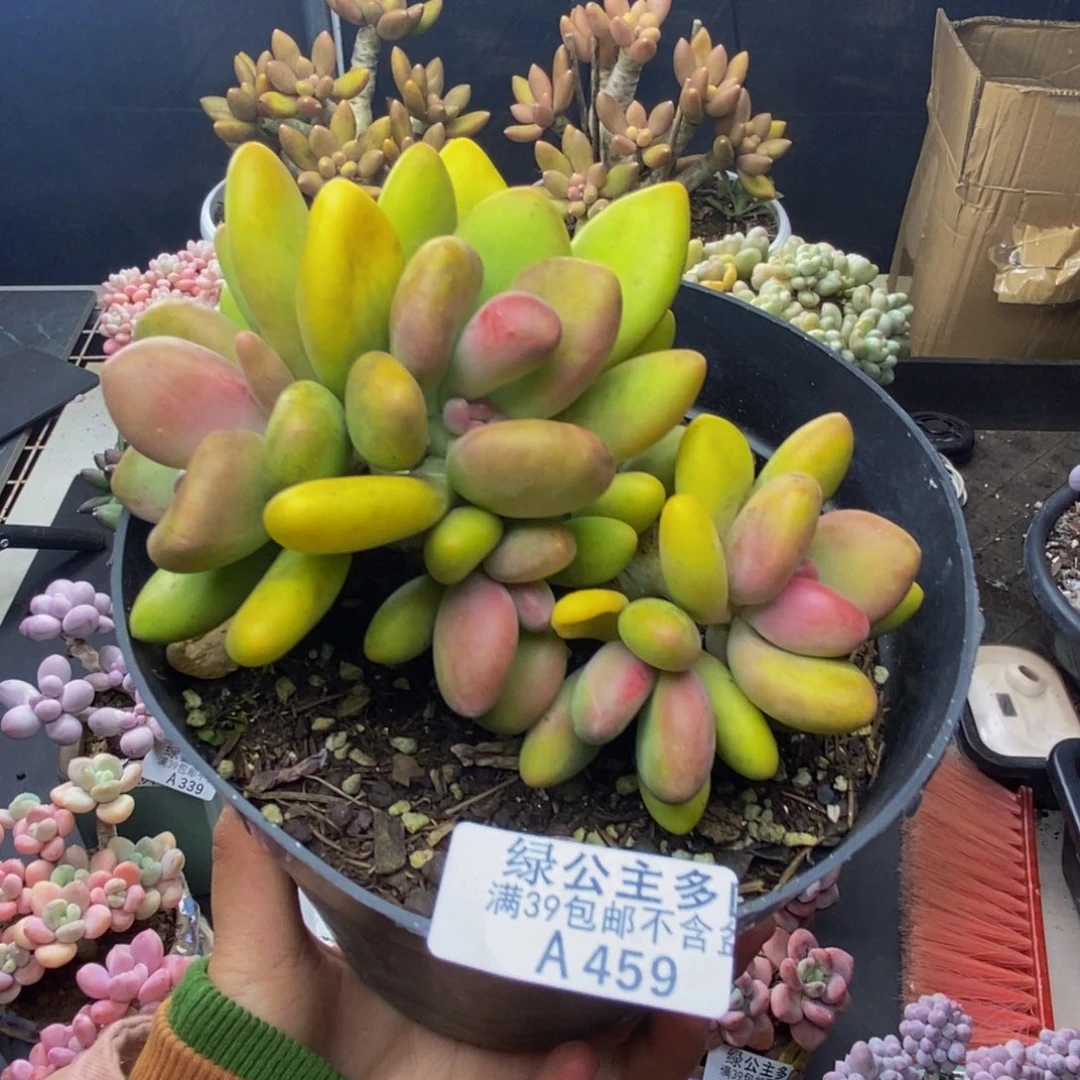 459芒果奶多肉11c m