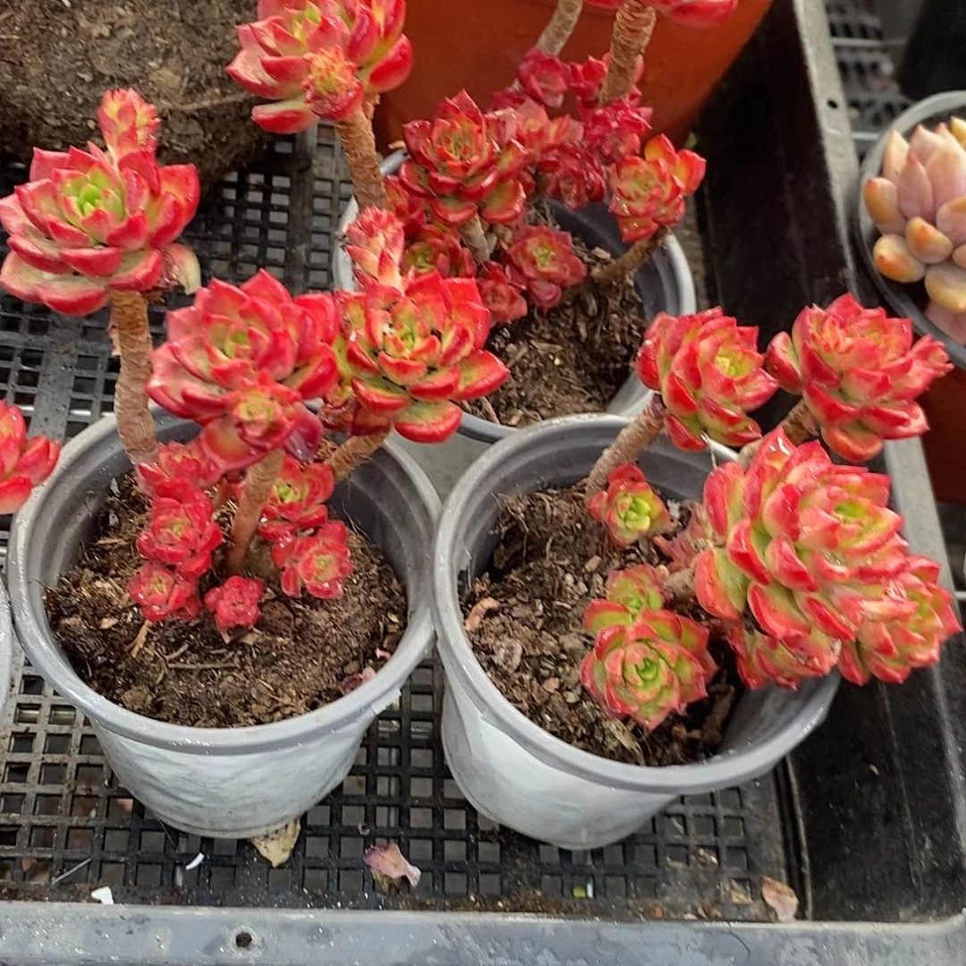 小老桩蒂亚3盆多肉植物