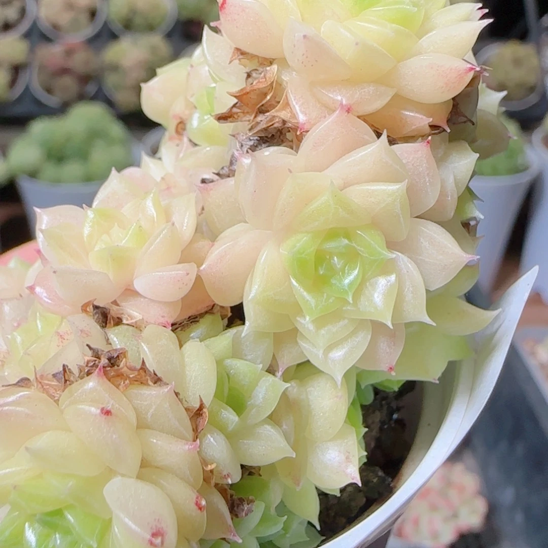 花语逸镜1101-76麦秆散