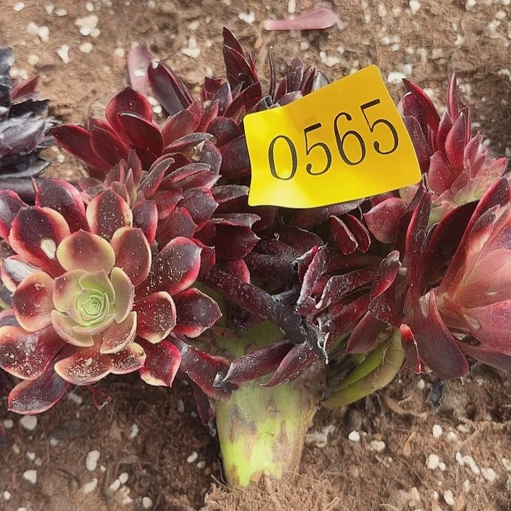 多肉植物欧家莉0565