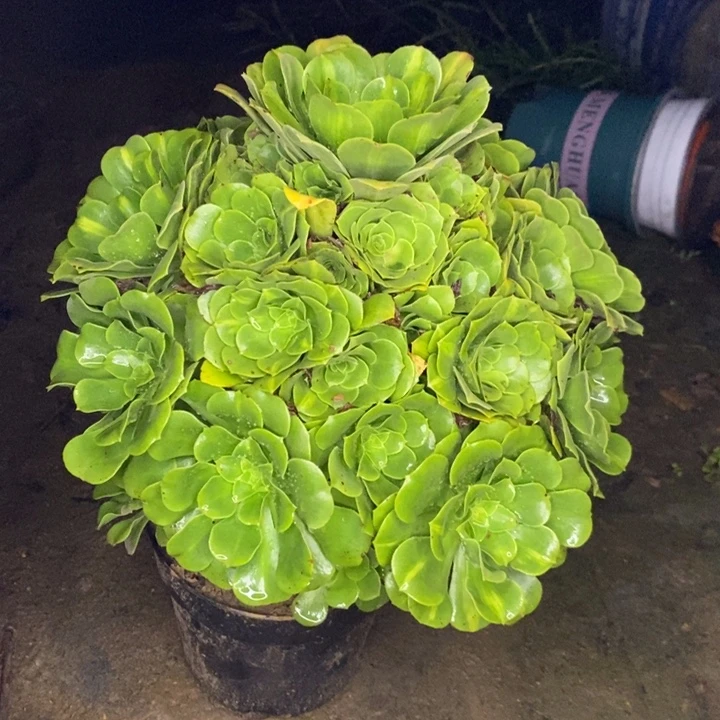 绿羊绒中斑多肉植物007