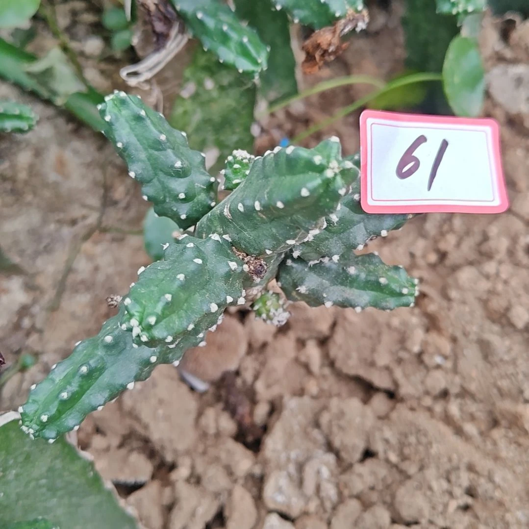 紫色重瓣嫁接水仙情郎61无根