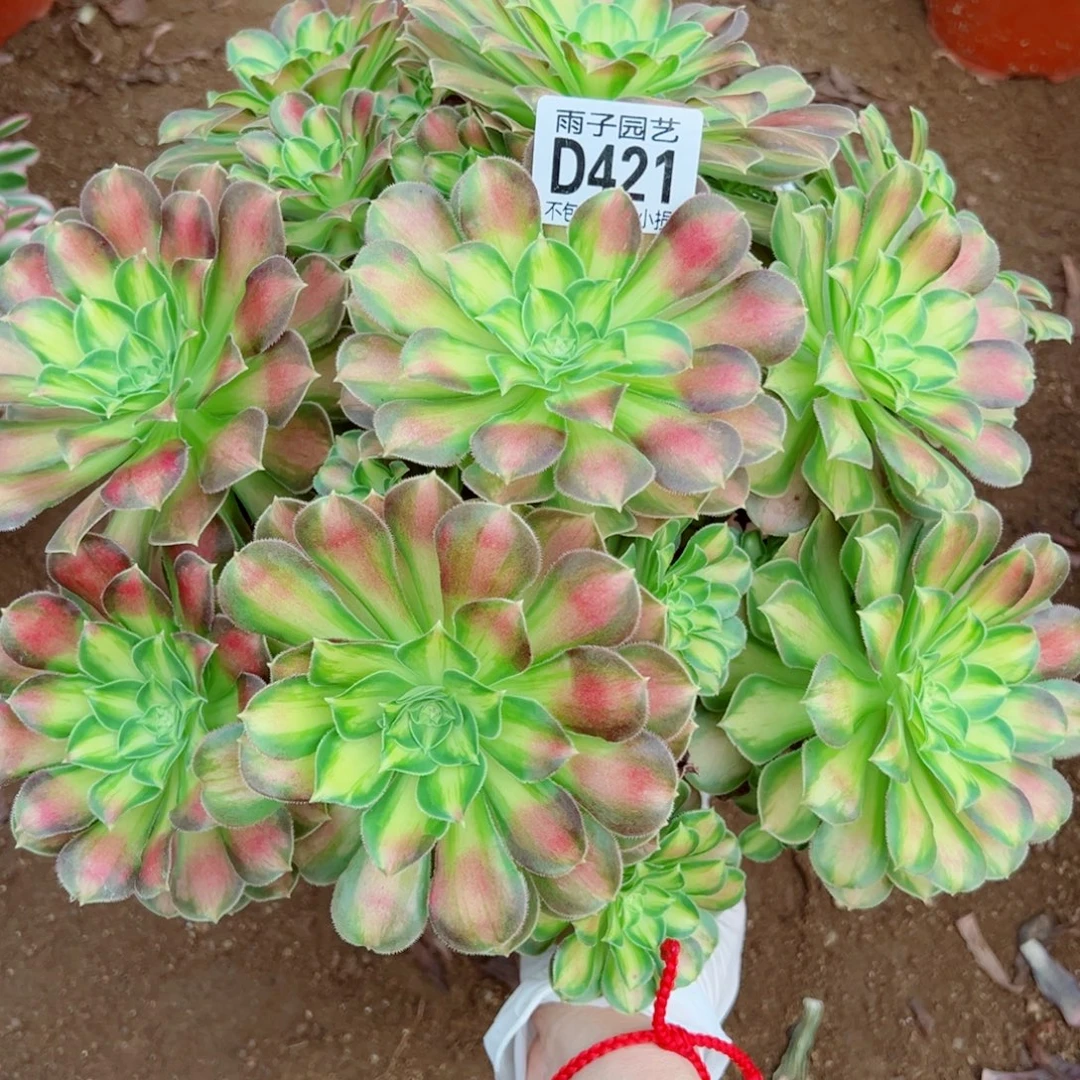 421韶华雨子多肉植物