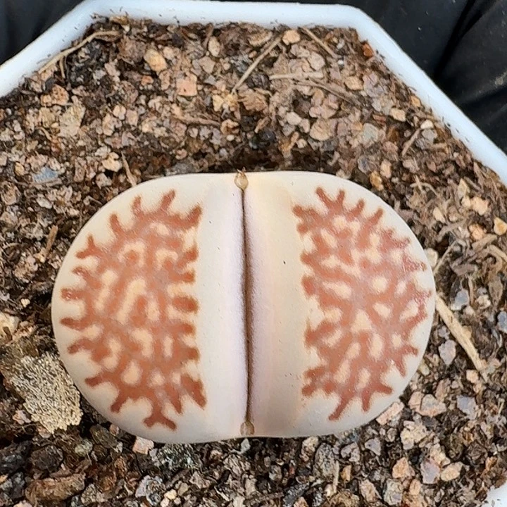 生石花11-11。    87