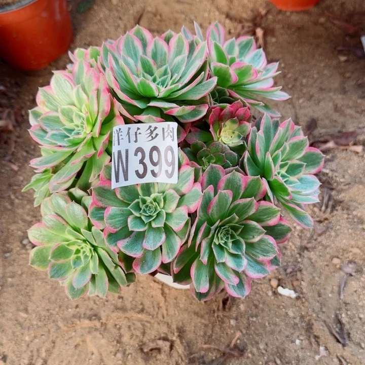 399海王官服20左右2