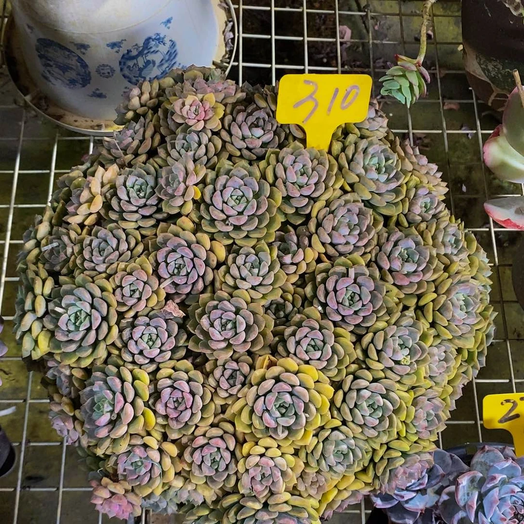粉布偶310。