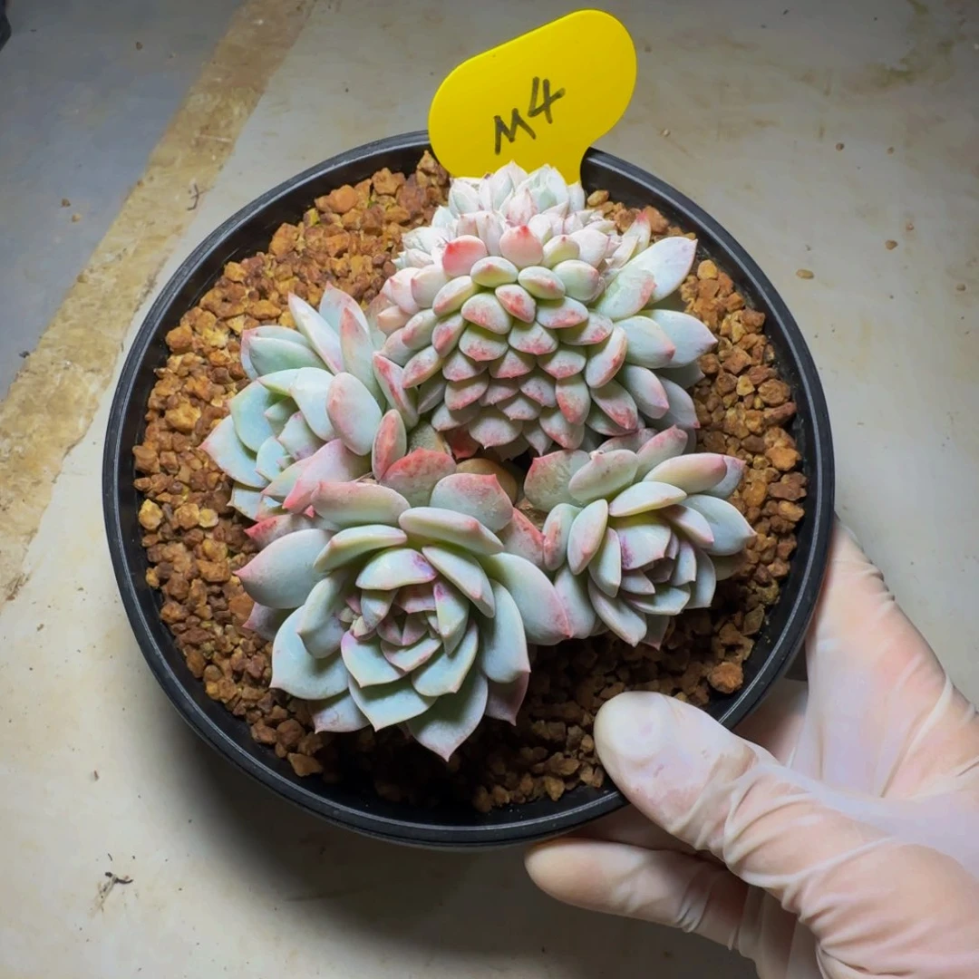 m m m m m m m 4