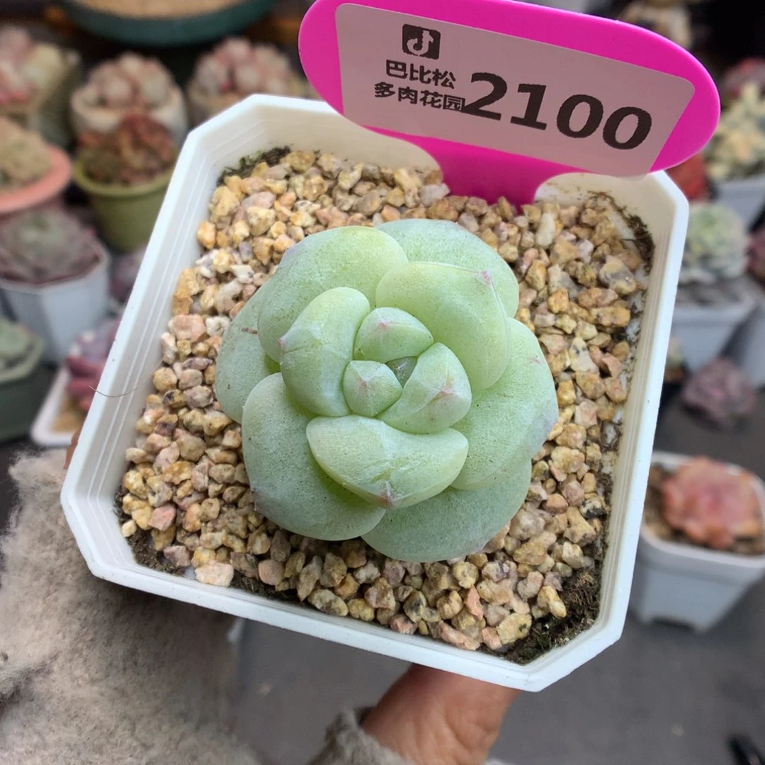 2100冰玉石化多肉植物