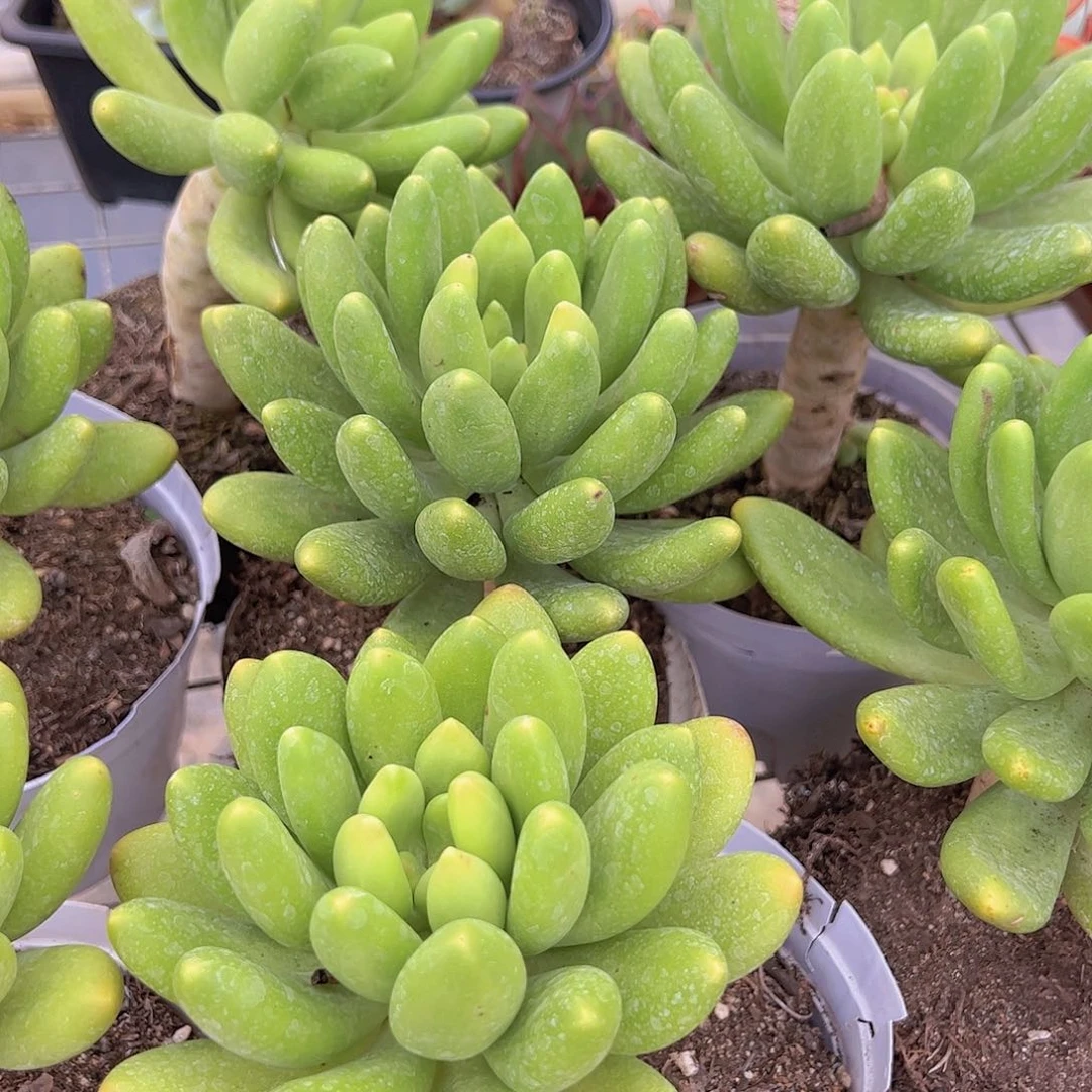 金蟾大单头精品老桩