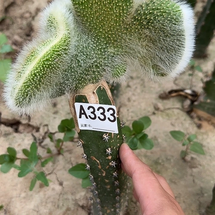 无花朵段****）嫁接九尾狐缀333