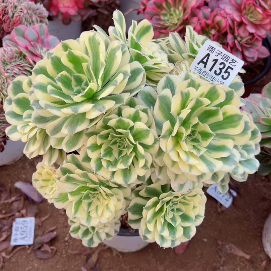 135迈巴赫尺寸25左右