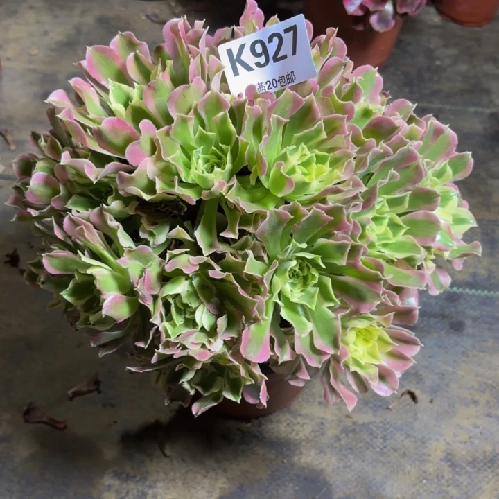 瑞妈，。。。。。。927白凤，有断，