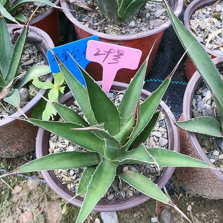 【闪购商品】无花朵龙舌兰佩罗霍利达