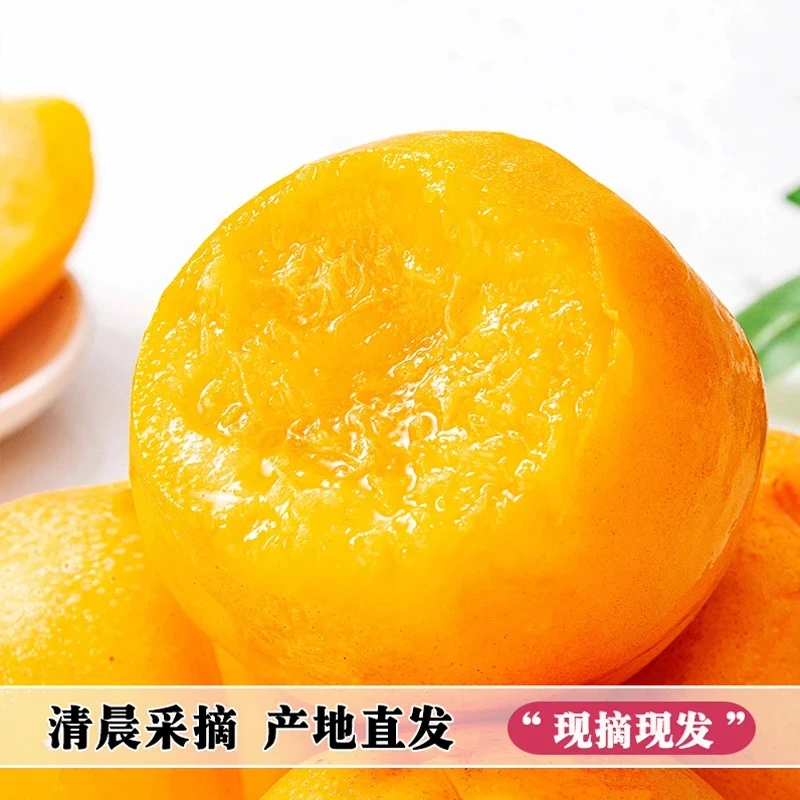 山东蒙阴新鲜头茬黄金油桃蜜桃脆甜当季水果孕妇水果包邮到家