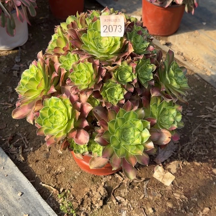 韶华多肉法师2073