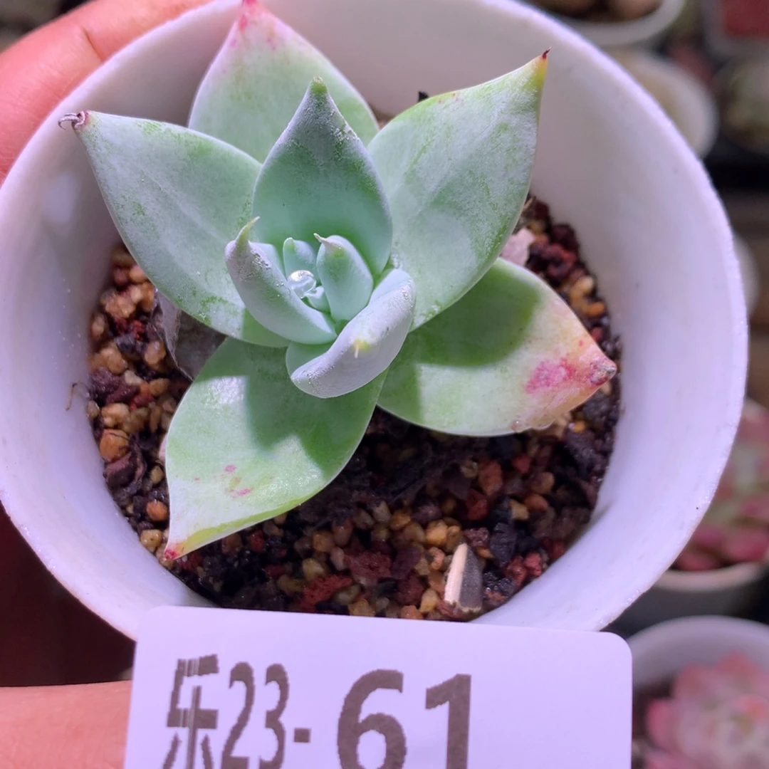 乐然23-61 雪山仙女杯