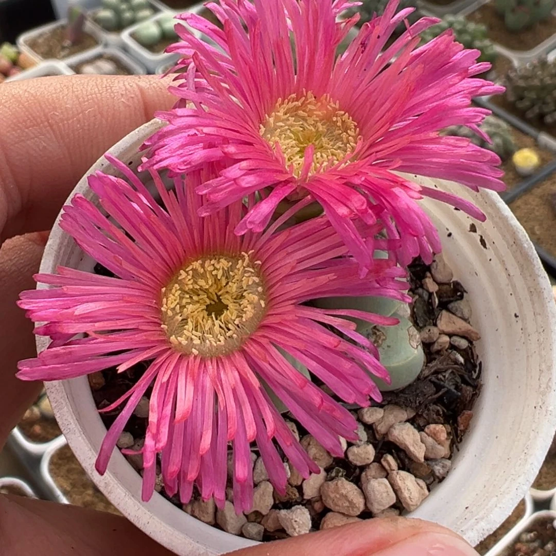 751多肉植物种类多样