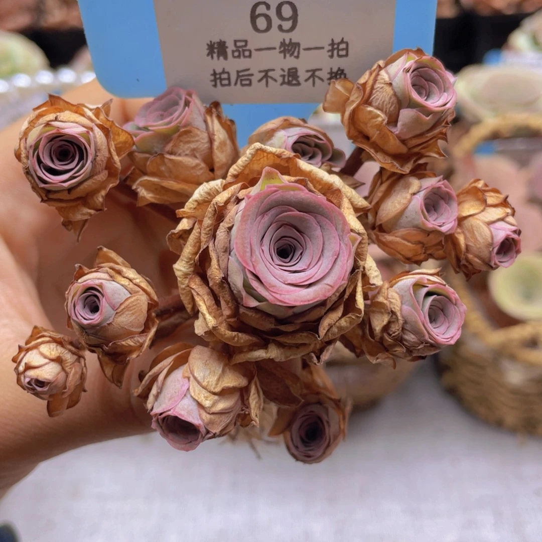 山地玫瑰69断枝不包损不售后