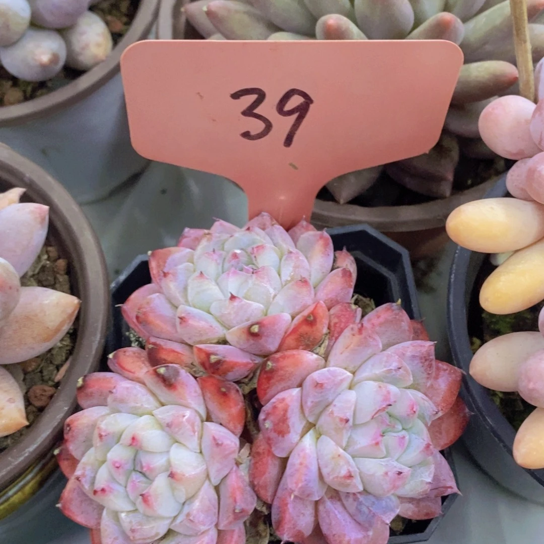 开心多肉，一物一拍，一单包邮，满5给1