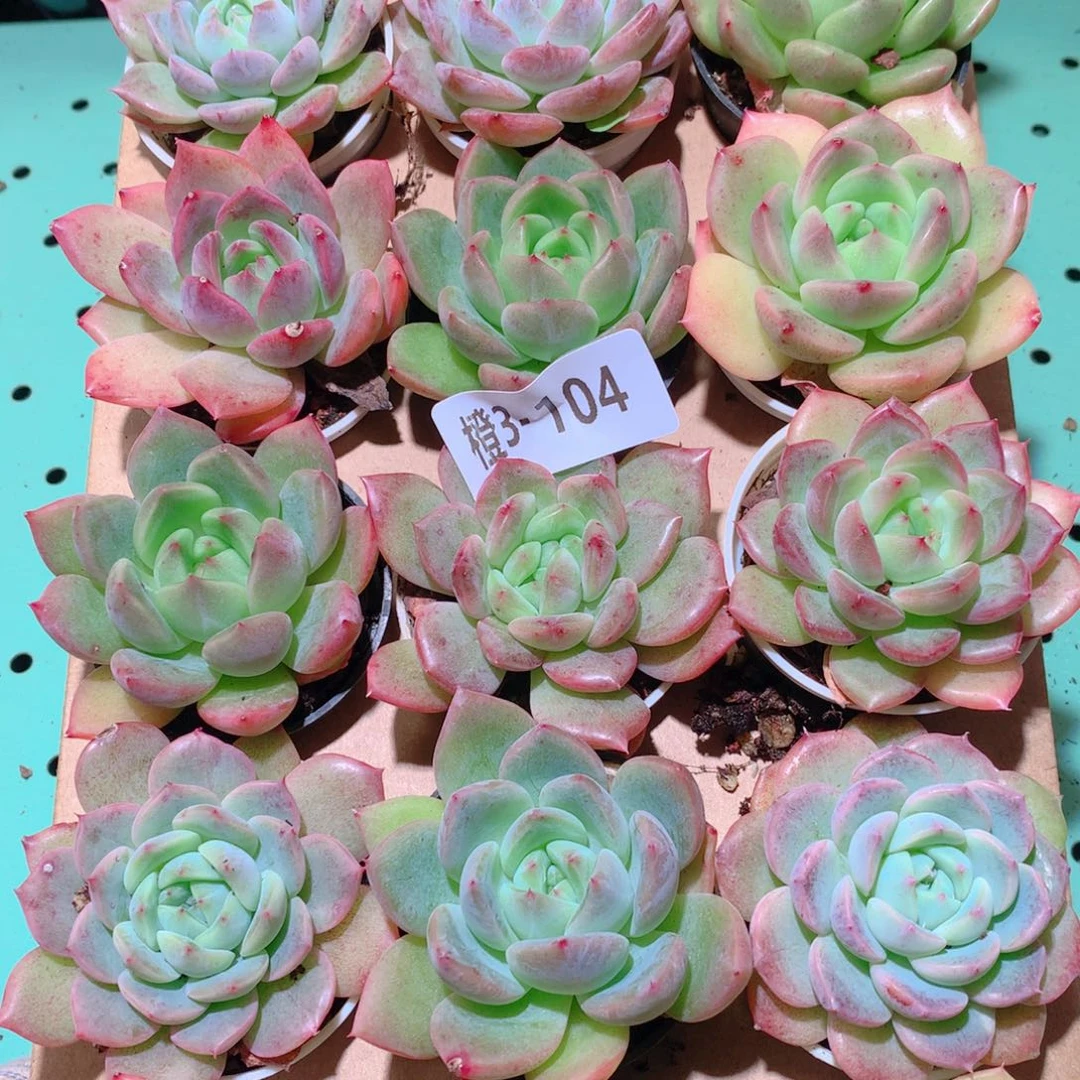3-104一物一拍多肉带盆18颗